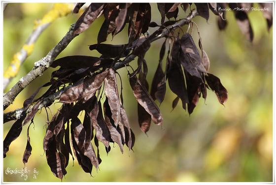 Flore d'Automne...