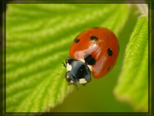 Coccinella septempunctata, la coccinelle à 7 points