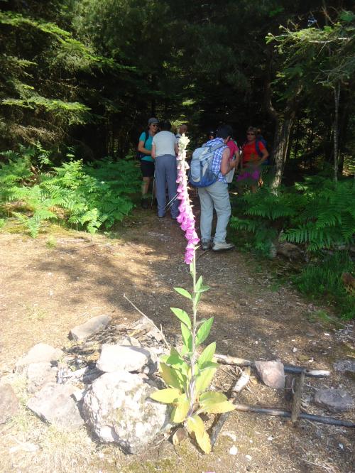 "Séjour dans Les Vosges" - 6 au 13 juin 2015