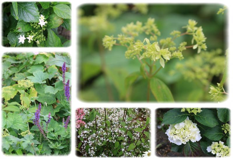 Le joli jardin de Fabienne