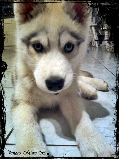 Priska (2,5 mois)