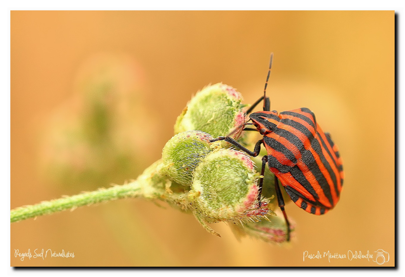 Punaise arlequin (Graphosoma italicum)
