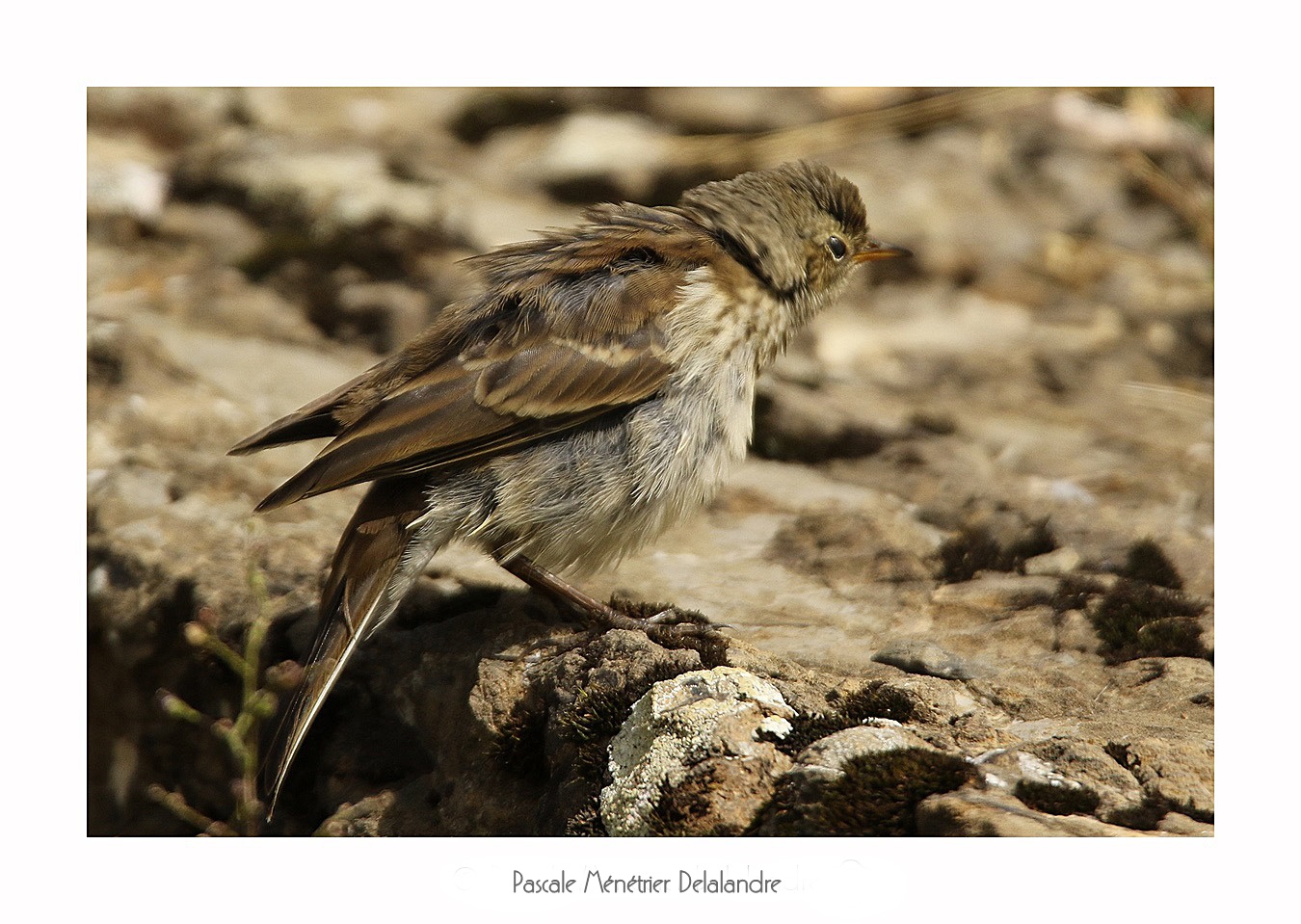 Pipit maritime