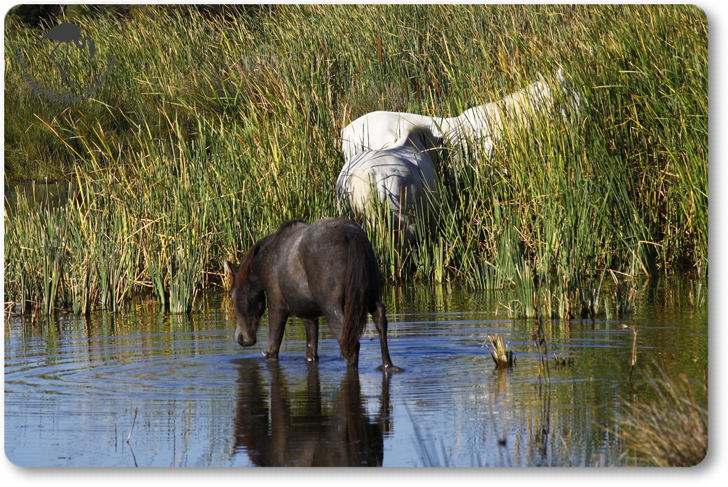 En Camargue...
