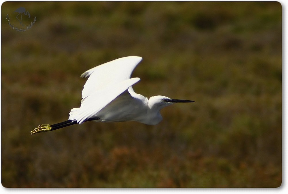 Aigrette Garzette...
