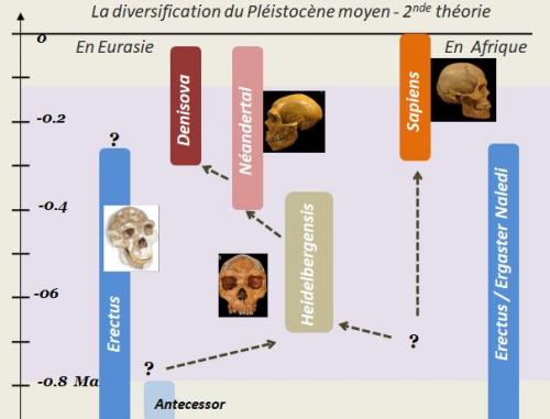 L'émergence des" Hommes Anatomiquement Modernes"