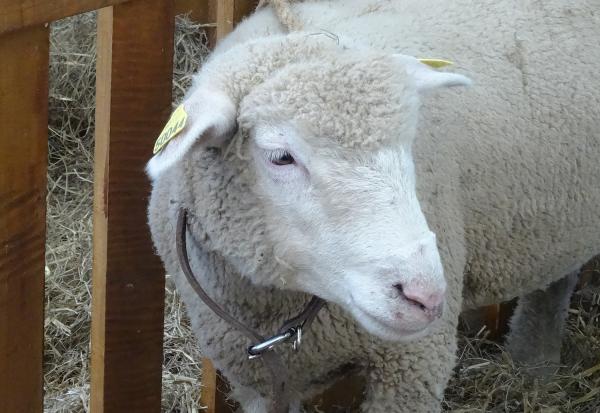 L'agriculture aux Journées Châtillonnaises 2015...