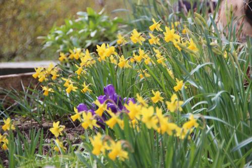 Prémices du printemps