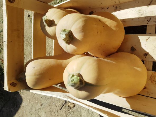 Légumes du mois de Novembre