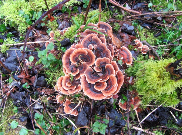 Une belle sortie de la Société Mycologique au bord de l'étang de Marcenay, à la recherche de pézizes et autres beaux champignons