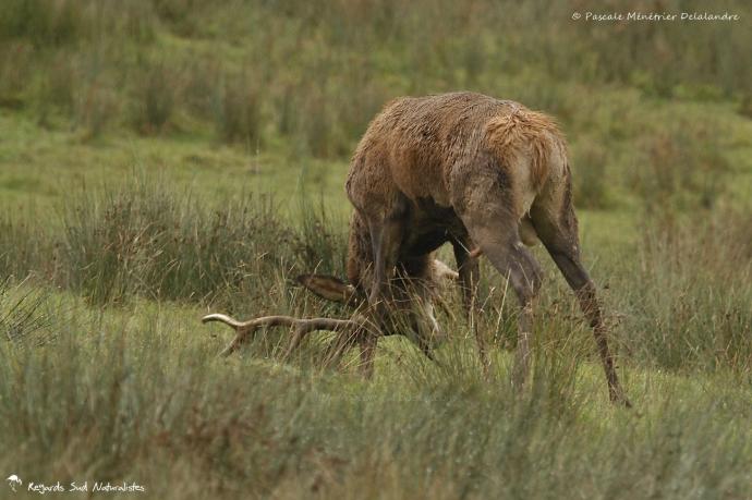 Jeune Cerf élaphe dans tous ses états...