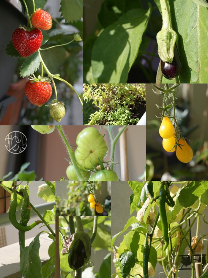 Des nouvelles de notre potager...