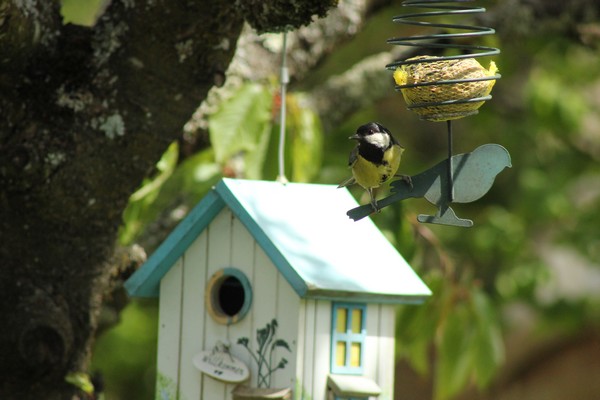 Seulement quelques espèces d'oiseaux ont visité mon jardin cet hiver...