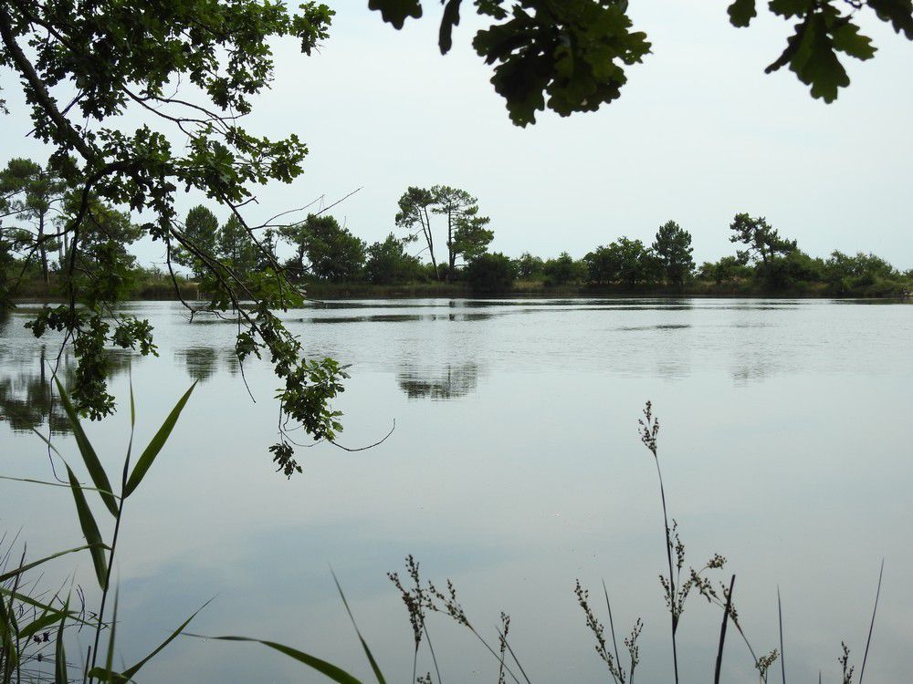 Balade dans la forêt de Saint-Brice, septembre 2024...
