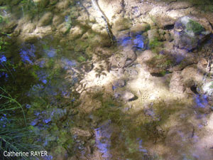 Les reflets de lumière de Cat