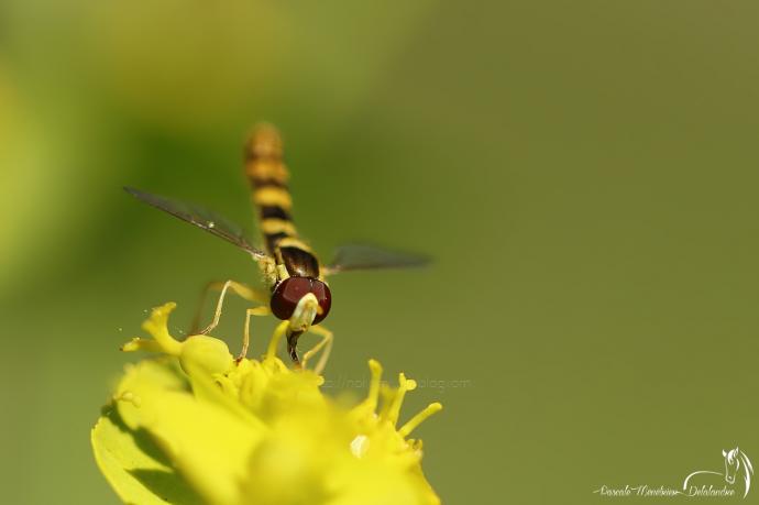 Syrphe porte-plume ♂ (Sphaerophoria scripta)