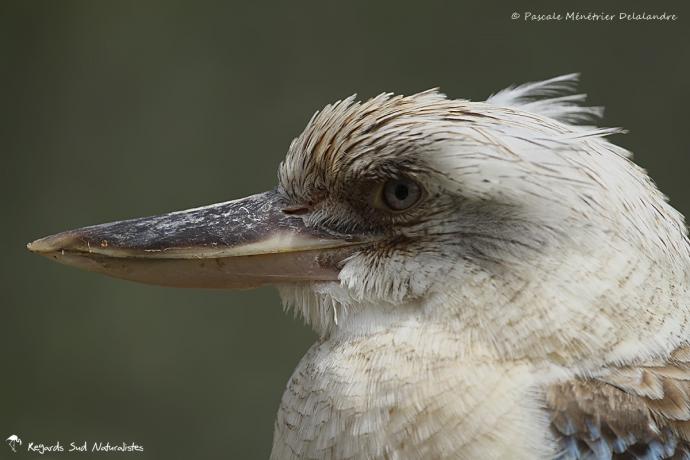 Martin-chasseur à ailes bleues