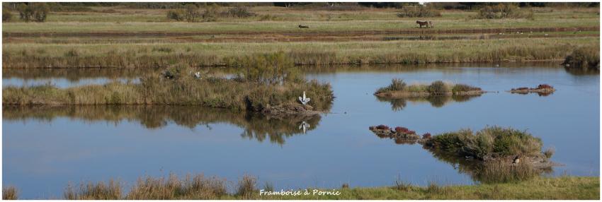 Réserve ornithologique Marais Mullembourg Noirmoutier en l' île 