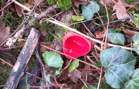 Une belle balade aux bords du lac de Marcenay, à la recherche de champignons d'hiver...