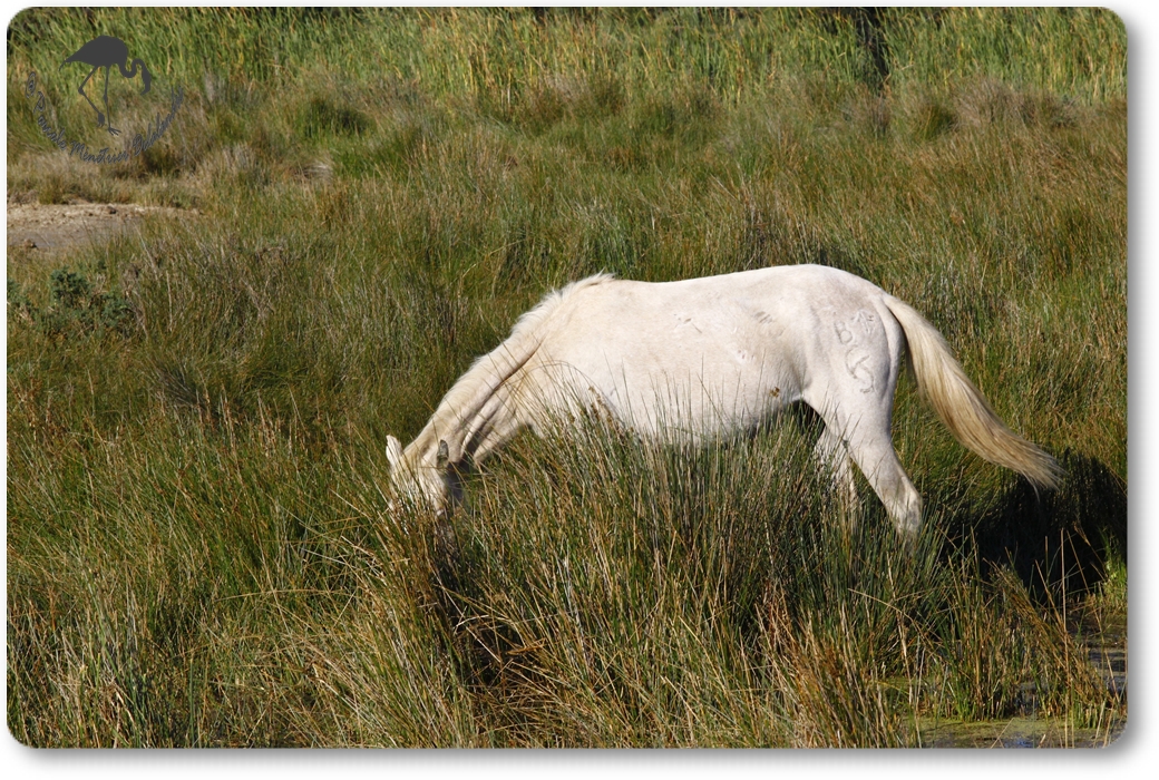 En Camargue...