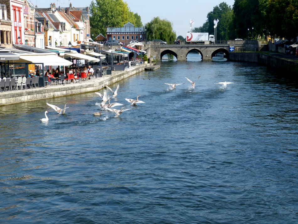 2014, l'année de ma Famille Cygnes