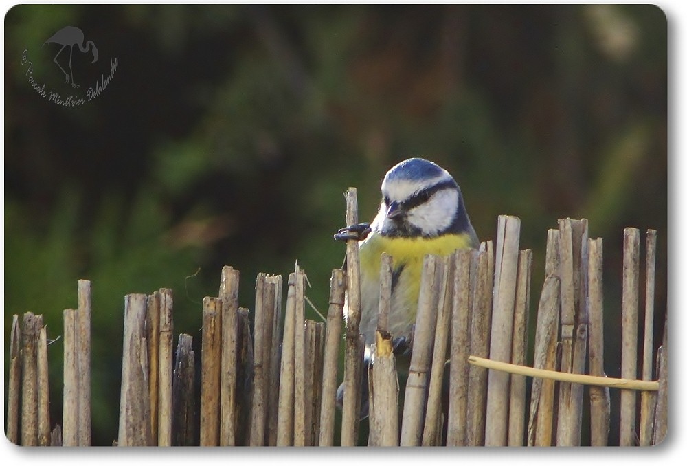 Mésange bleue inspectant les lieux...