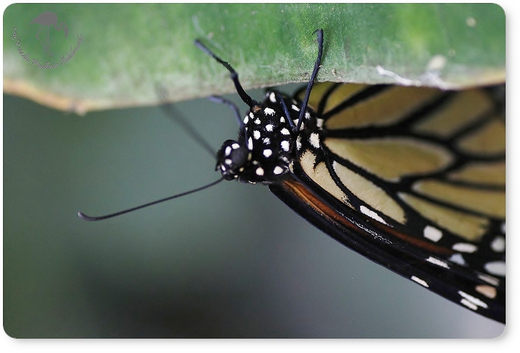 Danaus plexippus (Monarque) - Danaïdae -  Costa Rica