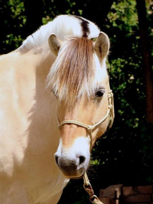Cheval des Fjords.jpg