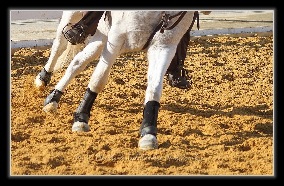 Equisud 2011 - En Camargue...