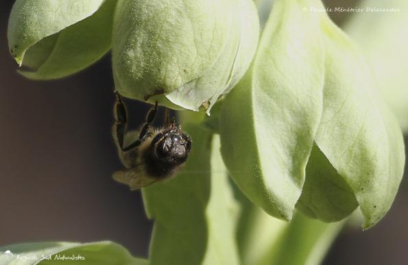 Abeille mellifère ♀