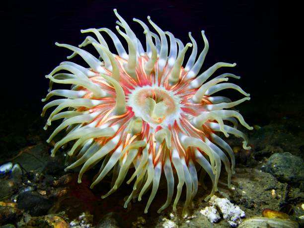 36 400+ Anémone De Mer Photos, taleaux et images libre de ...
