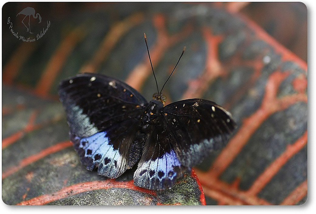 Lexias dirtea - Nymphalidae - Malaisie