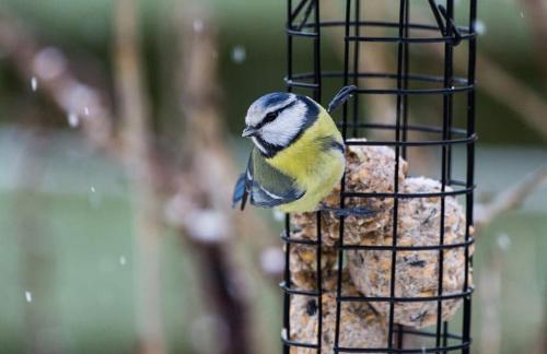 Comment nourrir les oiseaux de son jardin