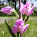 Index illustré orchidées