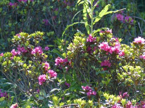 Fleurs du Champsaur (2)