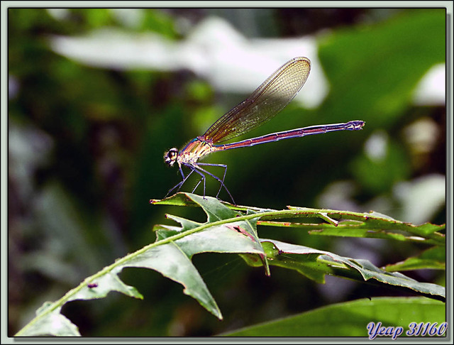 Blog de images-du-pays-des-ours : Images du Pays des Ours (et d'ailleurs ...), Mademoiselle Libellule - Puerto Viejo de Sarapiqui - Costa Rica
