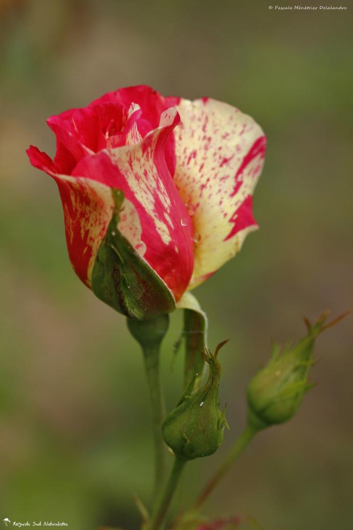 Temps des roses