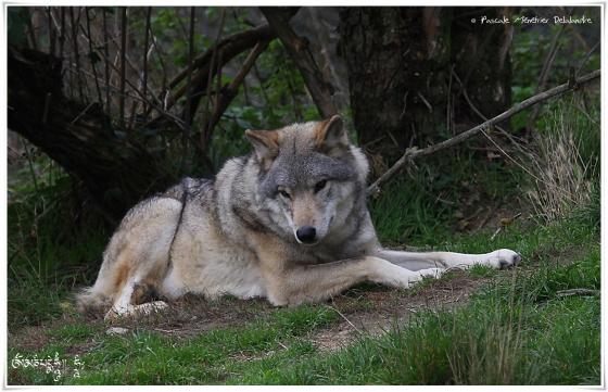Loups de Pologne (Canis lupus lupus)