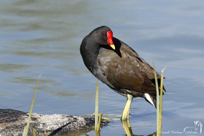 Gallinule poule-d'eau