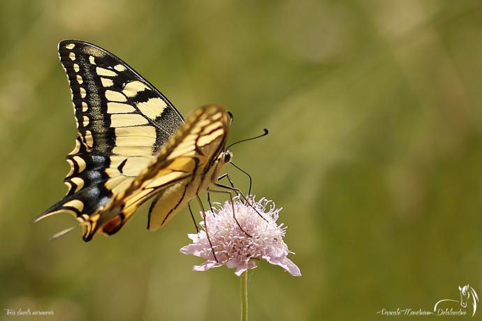 Machaon - Papilio machaon - Papilionidae