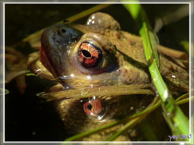 Par cette canicule, Crapaud Bel-œil se tient au frais dans le bassin à poissons - Lartigau - Milhas - 31 