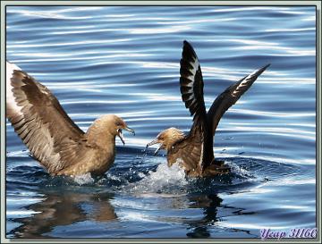 Paradise Bay: des labbes (skuas) se disputent les restes du repas des orques - Péninsule Antarctique