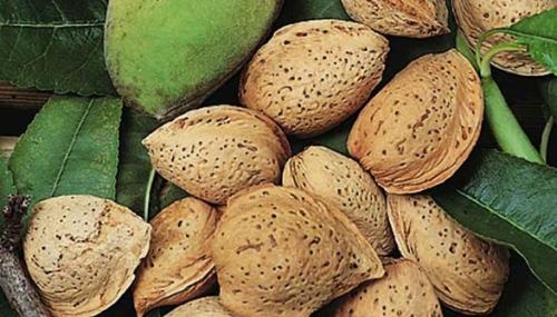 Arbre fruitier : Amandier