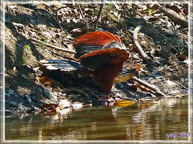 Petite soif pour le Hoatzin huppé (Opisthocomus hoazin) - Inkaterra Hacienda Concepcion - Puerto Maldonado - Pérou