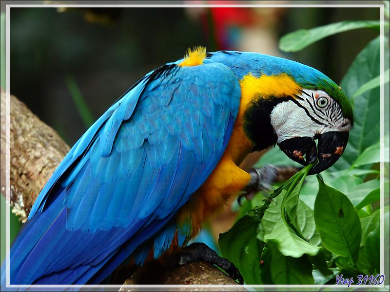 Ara bleu et or, Blue-and-yellow Macaw (Ara ararauna) - Parque das Aves - Foz do Iguaçu - Brésil