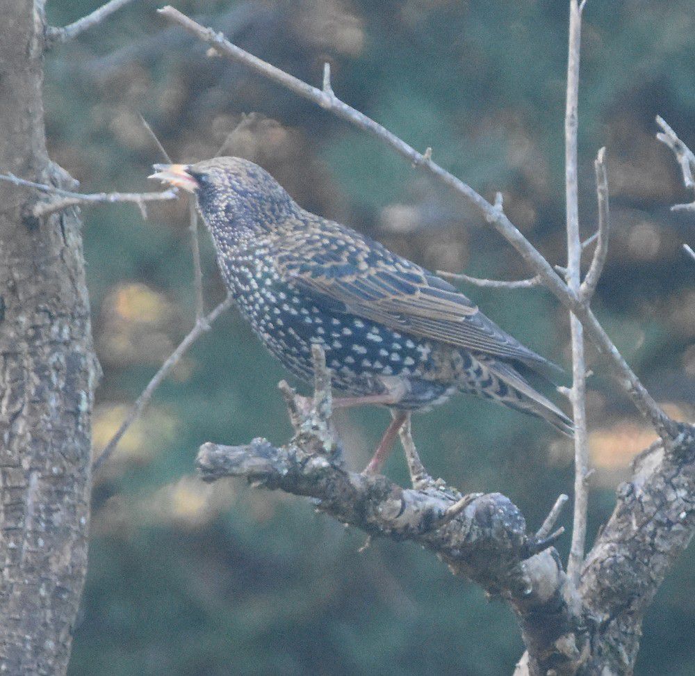 Oiseaux du jardin - décembre 2023 (1/2)....