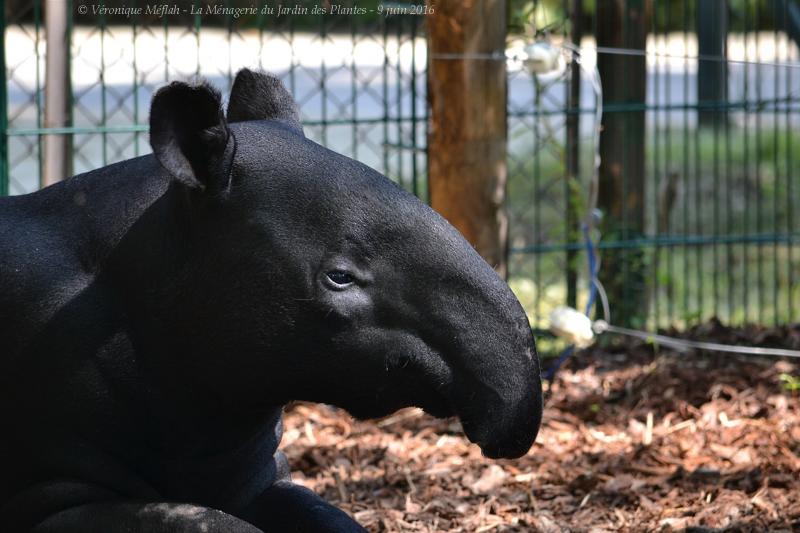 La Ménagerie du Jardin des Plantes : Tengah le Tapir Malais