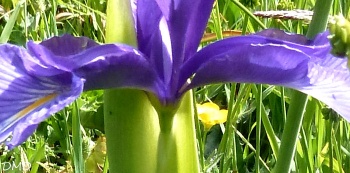Iris latifolia   -   iris des Pyrénées