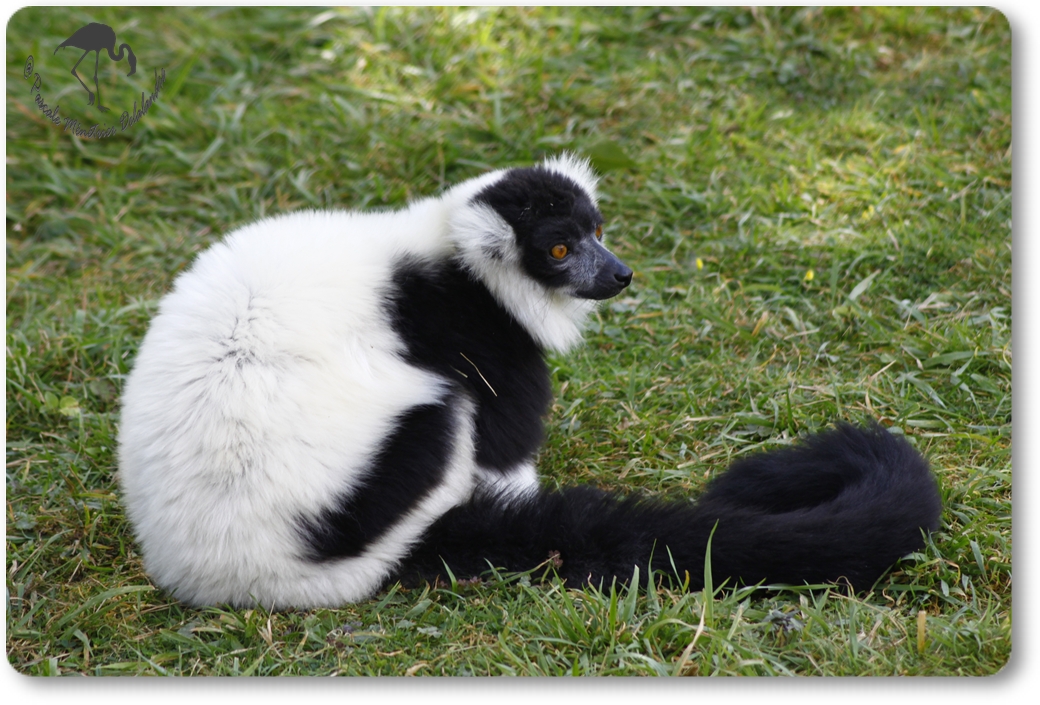 Maki vari noir et blanc... (Le parc des Félins à Nesles -77)