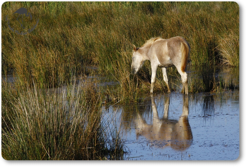 En Camargue...